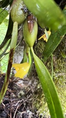 Maxillaria variabilis