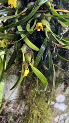 Maxillaria variabilis