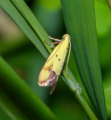 Gymnobathra flavidella