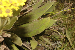 Espeletia ramosa