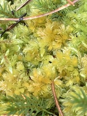 Sphagnum compactum
