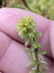 Sphagnum compactum