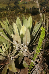 Espeletia ramosa