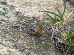 Anonconotus mercantouri
