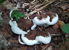 Ganoderma adspersum