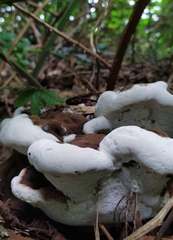 Ganoderma adspersum