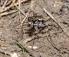 Neocicindela tuberculata