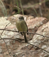 Empidonax hammondii