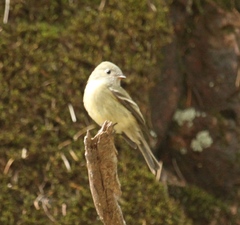 Empidonax hammondii