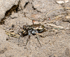 Neocicindela tuberculata