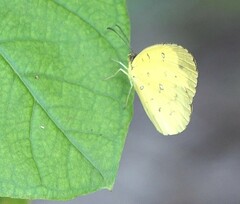 Eurema hecabe