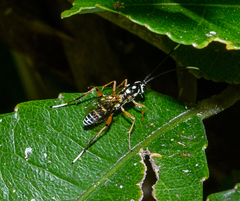 Glabridorsum stokesii