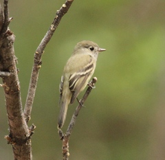 Empidonax hammondii