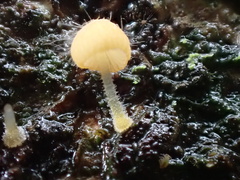 Mycena brunneisetosa