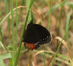 Gyrocheilus patrobas