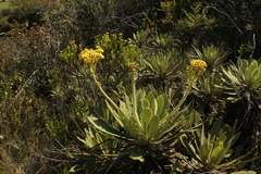 Espeletia ramosa