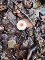 Lepiota castaneidisca