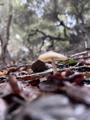 Lepiota castaneidisca