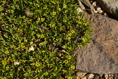 Azorella nivalis