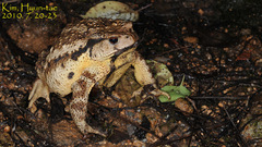 Bufo sachalinensis
