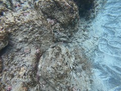 Halichoeres bivittatus