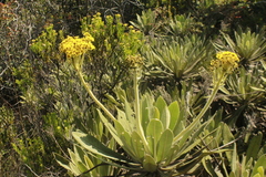 Espeletia ramosa