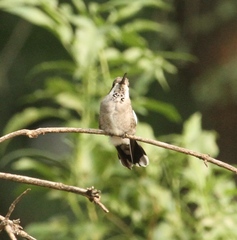 Heliomaster constantii