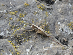 Yersinella beybienkoi