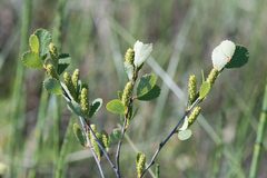 Betula pumila