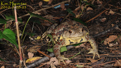 Bufo sachalinensis