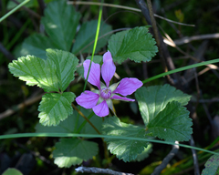 Rubus arcticus acaulis