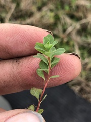 Euphorbia spathulata