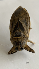 Lethocerus medius