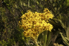 Espeletia ramosa