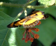 Byblia anvatara