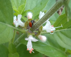Cycloneda sanguinea