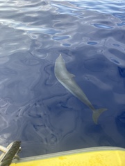 Stenella attenuata