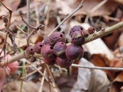 Disholcaspis globosa