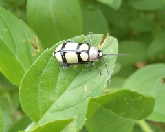 Omophoita octoguttata