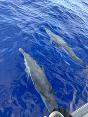 Stenella attenuata