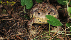 Bufo sachalinensis