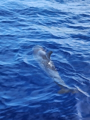 Stenella attenuata