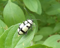 Omophoita octoguttata