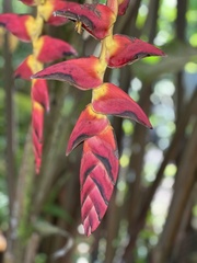 Heliconia pogonantha