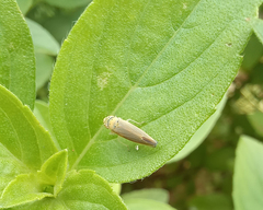 Cicadellidae