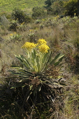 Espeletia ramosa