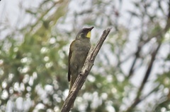 Nesoptilotis flavicollis