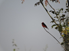 Pyrocephalus rubinus