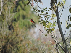 Pyrocephalus rubinus