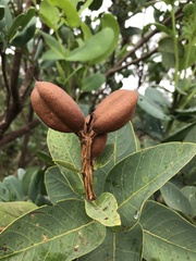 Vochysiaceae